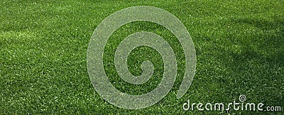 Green grass and lawn Stock Photo